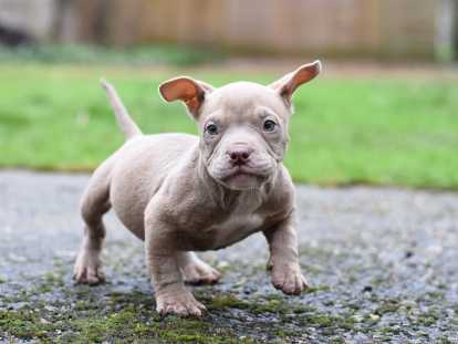 Chiots American Bully micro/petit pocket à vendre