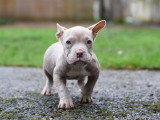 Chiots American Bully micro/petit pocket à vendre