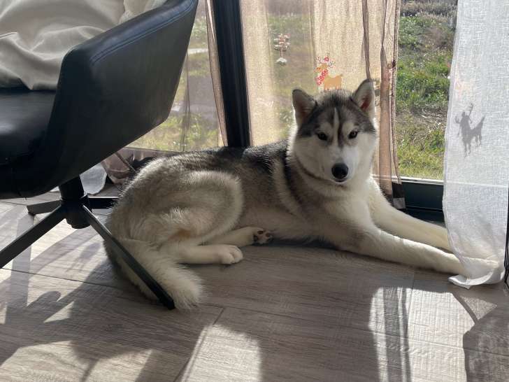 Chienne Husky de Sibérie à vendre