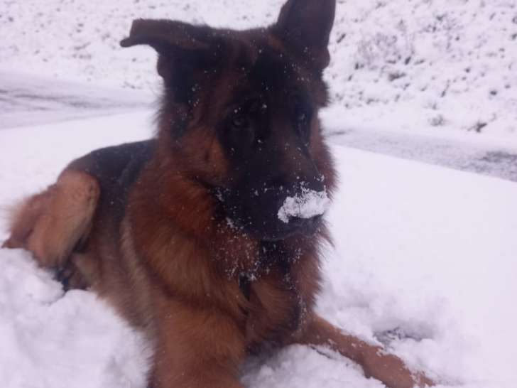 Mâle Berger Allemand Poil Long disponible pour saillie