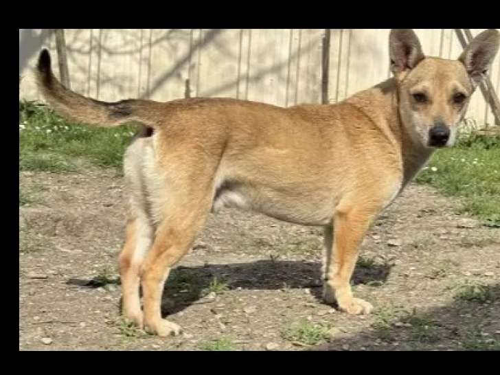 À adopter : chien de 6 ans