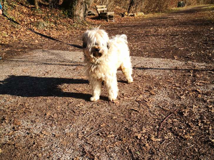 Mâle Terrier du Tibet disponible pour saillie