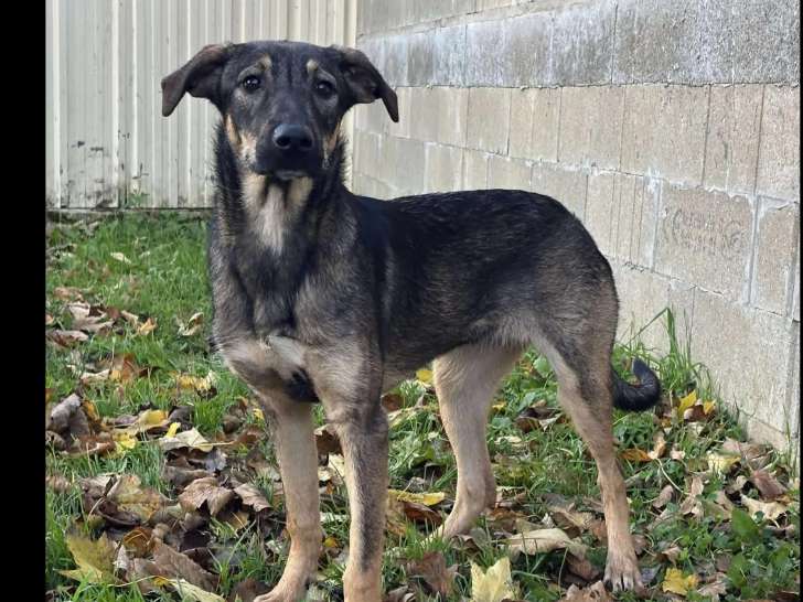 Disponible à l’adoption : chiot femelle noir et beige