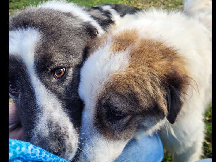 En attente d'adoption : chien de 4 ans