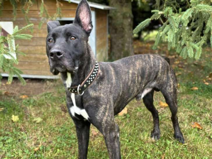 Prêt pour l’adoption : chien au pelage bringé