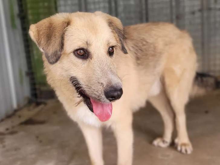 En attente d'un foyer : chien Berger d'un an