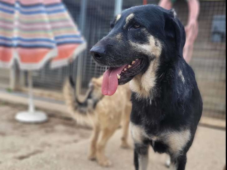 À accueillir : chienne Berger âgé de 3 ans