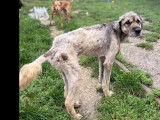 Adoption disponible : chien Berger Yougoslave noir et beige