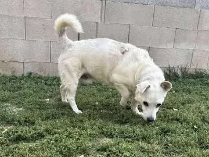 Chien adulte blanc disponible à l'adoption