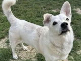 Chien adulte blanc disponible à l'adoption