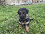 Chiots femelles Berger Allemand à vendre
