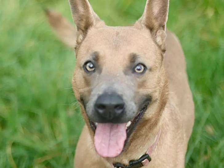 Chienne de couleur marron prête pour l’adoption