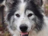 Chien Malamute de l’Alaska à accueillir