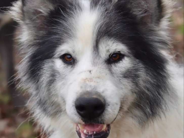 Chien Malamute de l’Alaska à accueillir