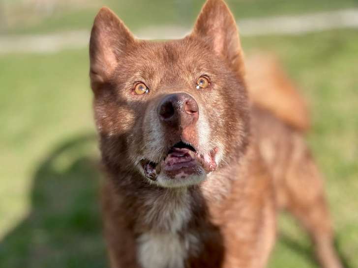 Chien Husky Sibérien marron et blanc en quête d’une famille
