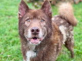 Chien Husky Sibérien marron et blanc en quête d’une famille
