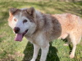 Adoption disponible : chien Malamute de l'Alaska marron et blanc