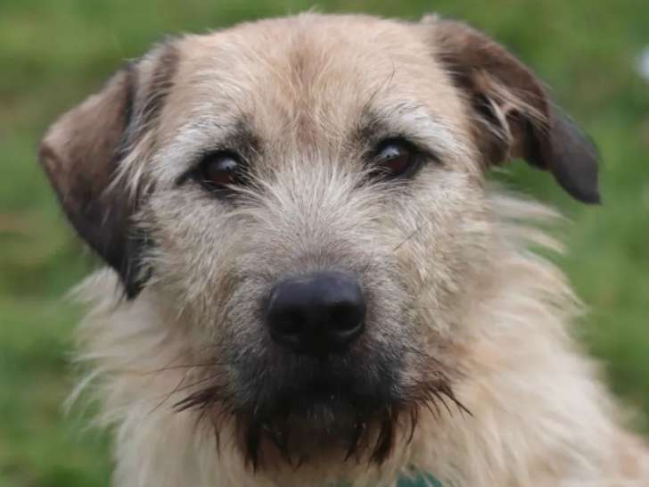 À adopter, chien de couleur fauve