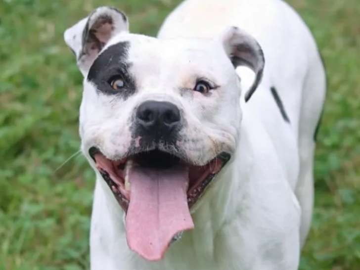 Disponible à l'adoption, chien blanc avec marque noire