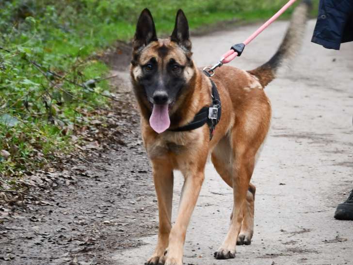 En attente d'adoption, chienne Berger Malinois de 6 ans