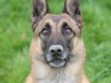 En attente d'adoption, chienne Berger Malinois de 6 ans
