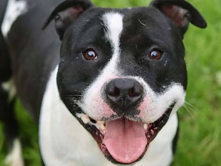 Prêt pour l'adoption, chien noir et blanc