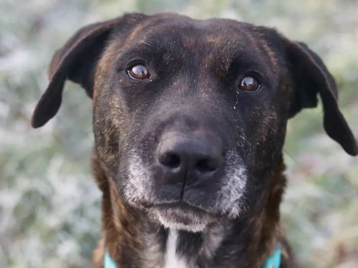 À accueillir, chienne de 8 ans