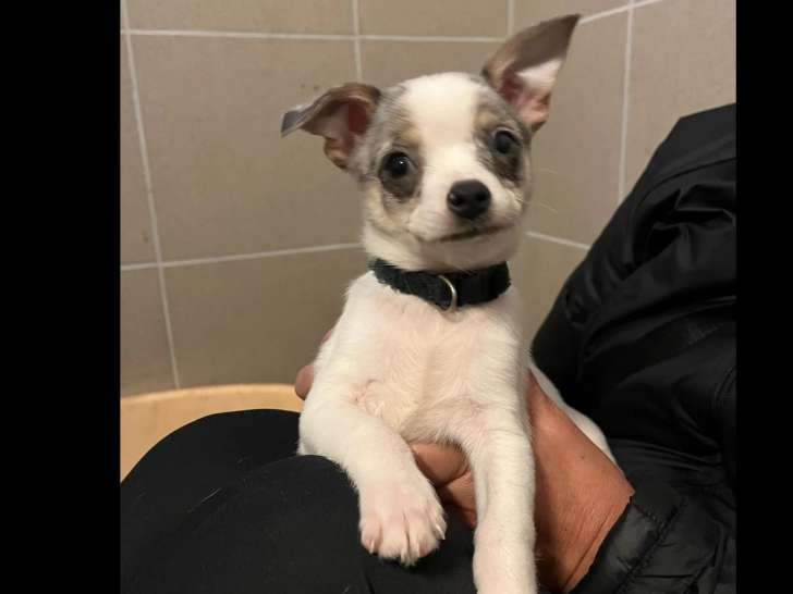 Adoption disponible : chiot mâle bleu merle