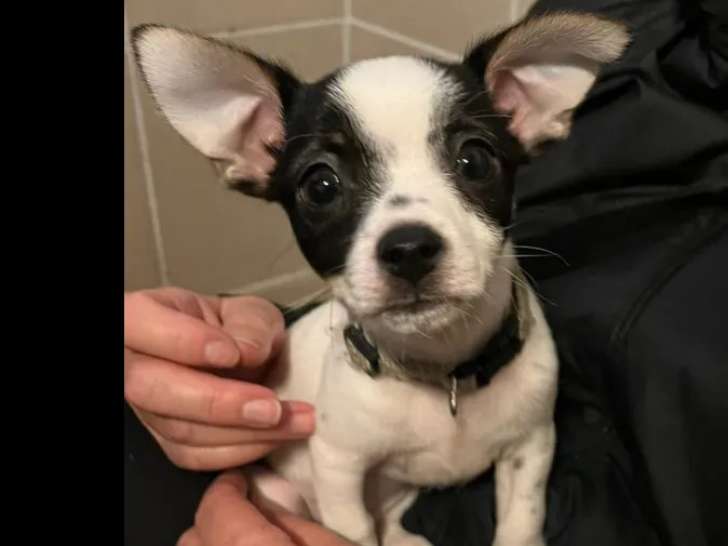 À la recherche d’une famille, chiot mâle noir et blanc