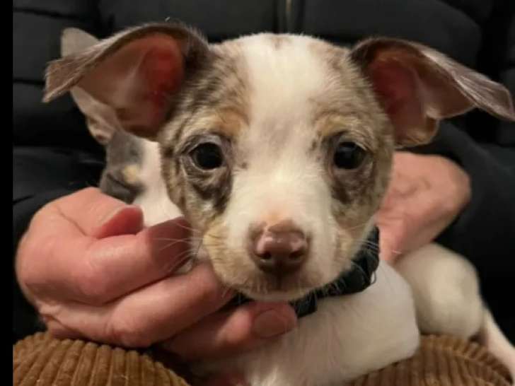À adopter : chiot mâle bleu merle