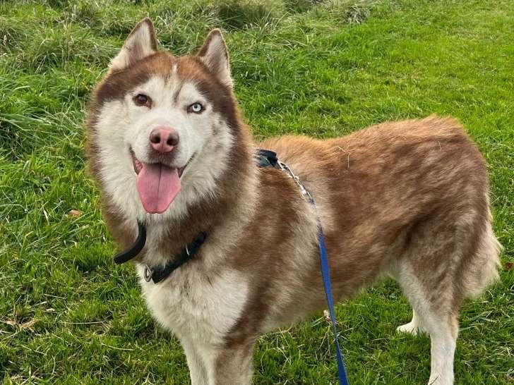 Disponible à l'adoption : chien Husky Sibérien de 6 ans