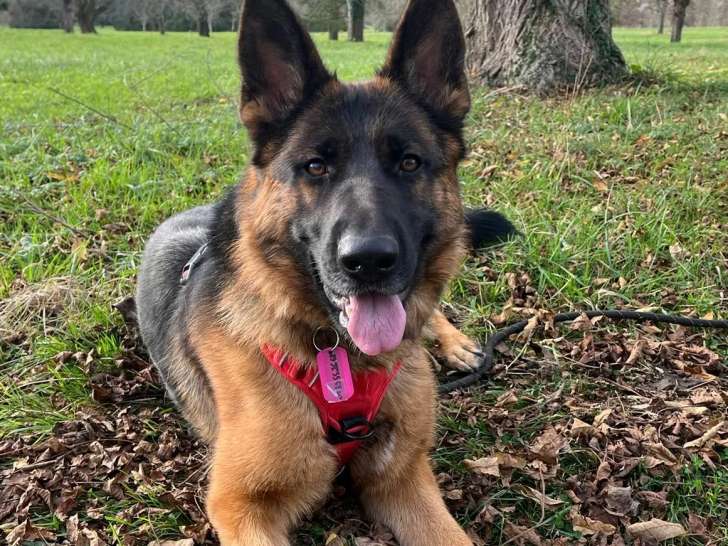 En attente d'adoption : chienne Berger Allemand noire et feu