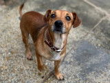 Prête pour l'adoption : chienne Jack Russell marron