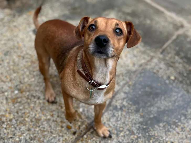 Prête pour l'adoption : chienne Jack Russell marron