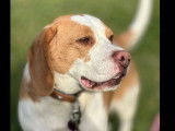 En attente d’un foyer : chien Beagle âgé de 3 ans