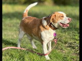 En attente d’un foyer : chien Beagle âgé de 3 ans