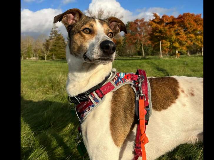 À accueillir : chien au pelage tricolore