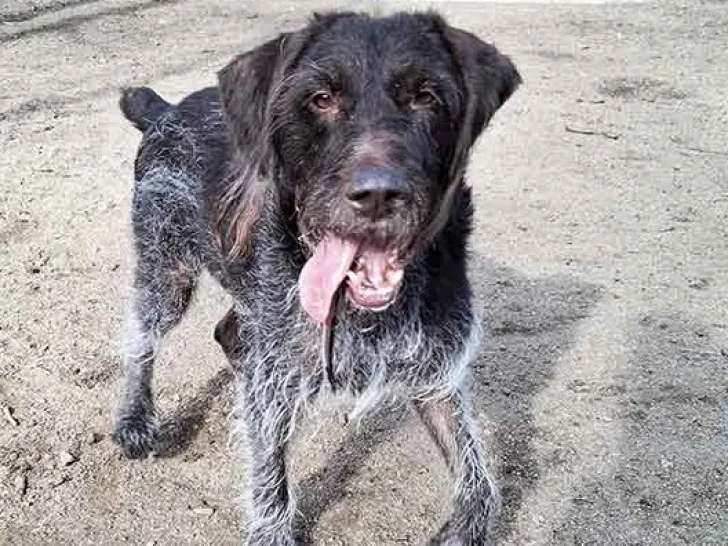 En quête d’une famille : chien Drahthaar chocolat et blanc