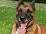 Adoption disponible : chien Berger Malinois de 7 ans