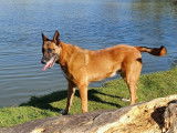 Adoption disponible : chien Berger Malinois de 7 ans