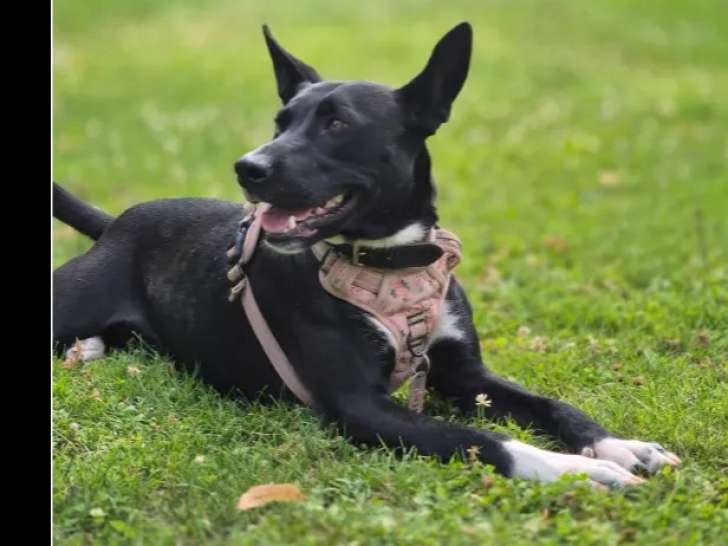 À la recherche d’un foyer : chienne noire avec marque blanche