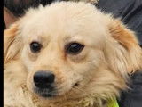 Chien beige à adopter