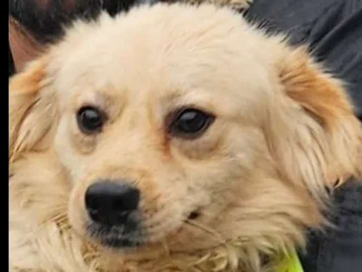 Chien beige à adopter