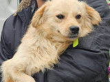Chien beige à adopter