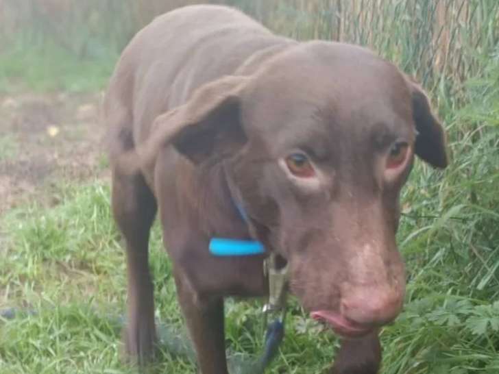 Chienne Braque Allemand marron disponible à l'adoption