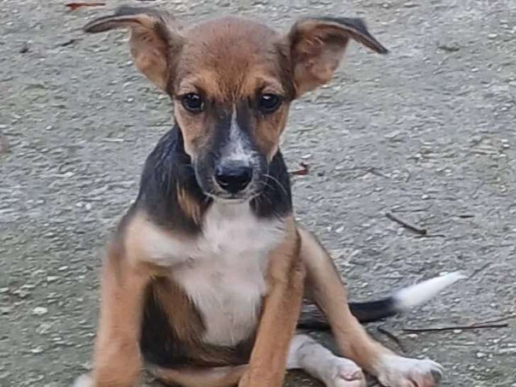 Chiot mâle à la fourrure tricolore prêt pour l’adoption