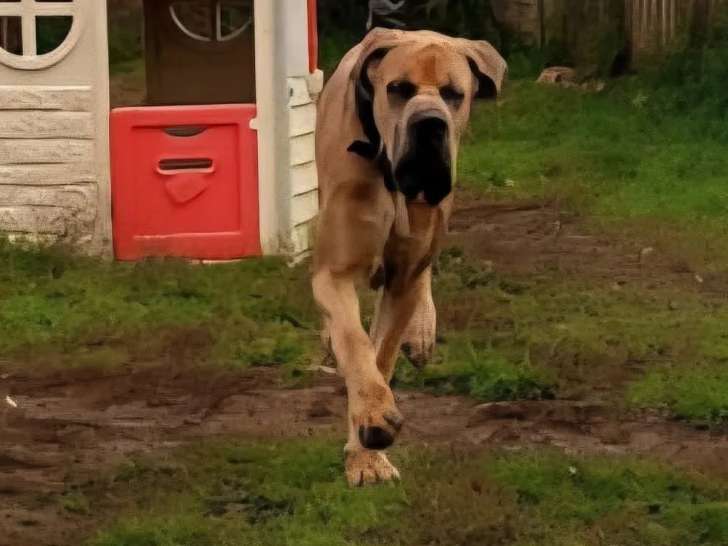 Chien Dogue Allemand en attente d'adoption