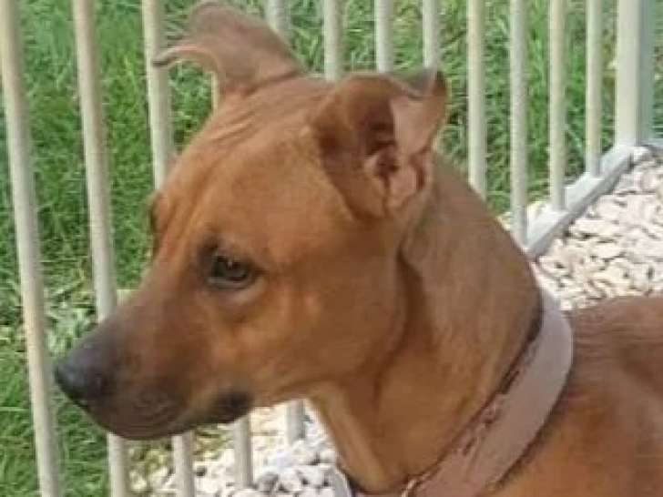 Chienne âgée de 2 ans à accueillir