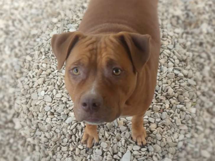 Chienne marron en quête d’une famille