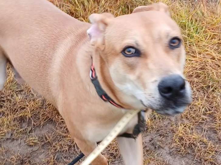 Adoption disponible : chien marron